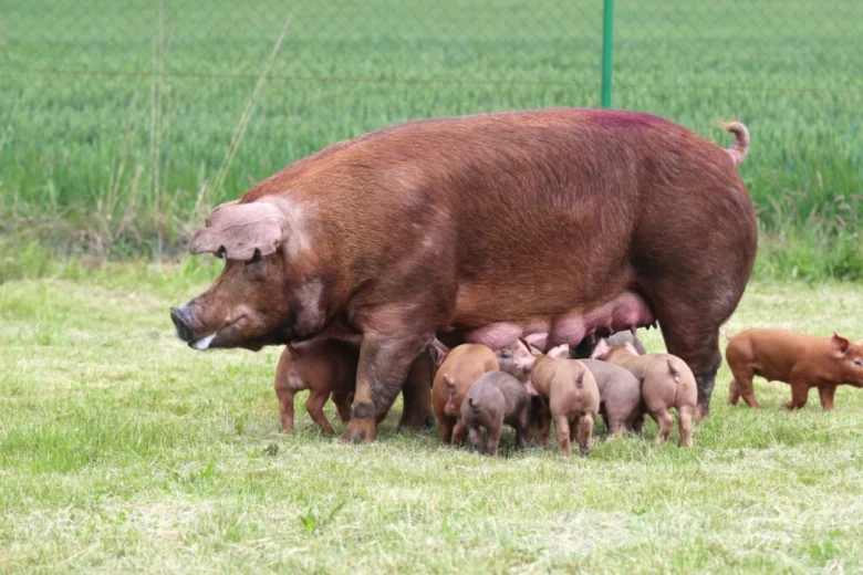 Hnědá prasice plemene Duroc s mláďaty na trávníku