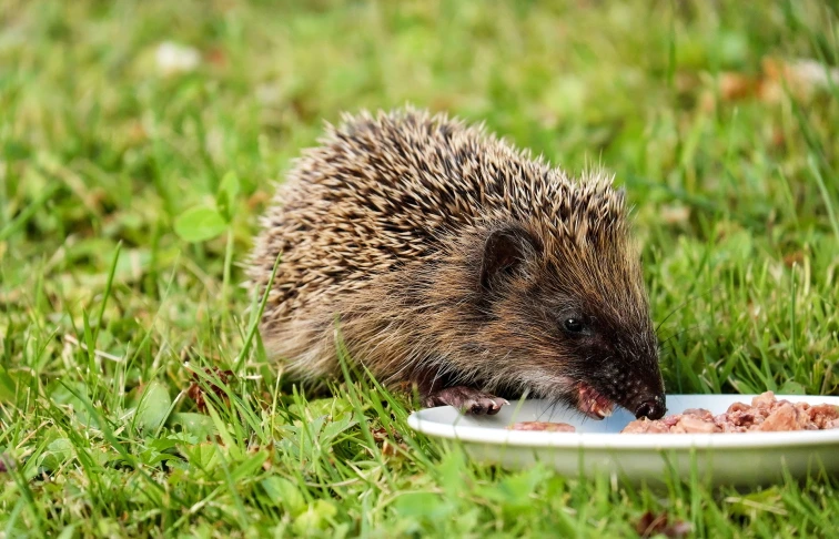 Hedgehog eating food