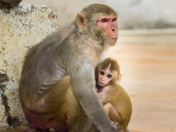 Makaka rhesus s mládětem sedící u zdi.