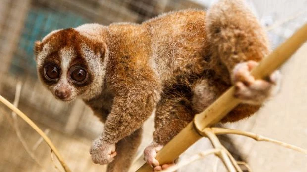 Pomalý loris se drží na větvi v přírodním prostředí.