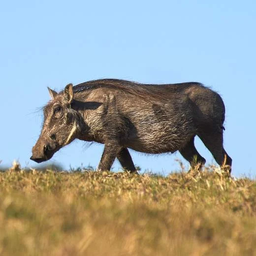 Prase bradavičnaté chodící po travině pod modrou oblohou.