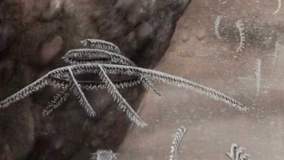 Fosilizovaný členonožec v hornině pro paleontologii.