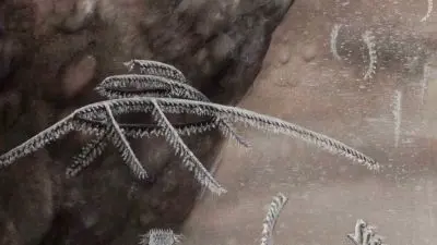 Fosilie trilobita zachycená v hornině s viditelnými nohami.