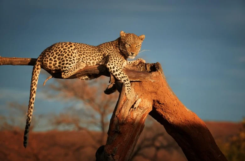Leopard sedící na větví stromu s jasně viditelnými skvrnami.