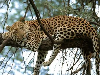 Leopard odpočívající na větví stromu v přírodě.