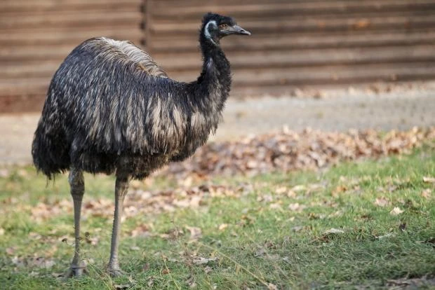 Emu stojí na trávníku s listím v pozadí.