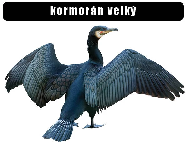 Velký kormorán s rozkrojenými křídly na bílém pozadí.
