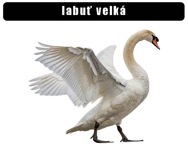 Bílá labuť s rozkrojenými křídly na bílém pozadí.