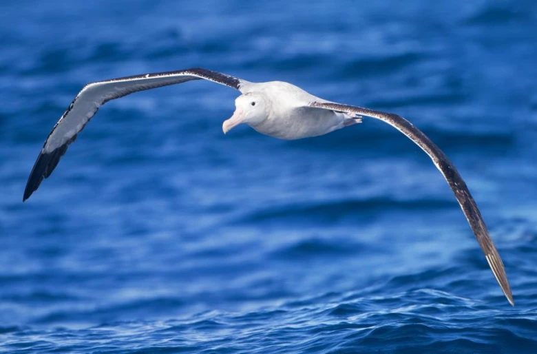 Albatros stěhovavý letí nad modrou mořskou hladinou s roztaženými křídly.