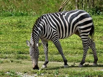 Zebra se pasí na trávě v zeleném poli.