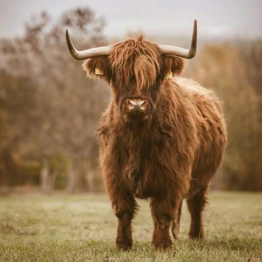 Hornatý skotský náhorní skot stojí na trávníku.