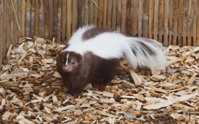 Skunk stojí v kleci s dřevěnými štěpkami.