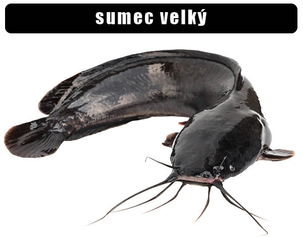 Sumec velký, velká ryba s dlouhými vousy na bílém pozadí.