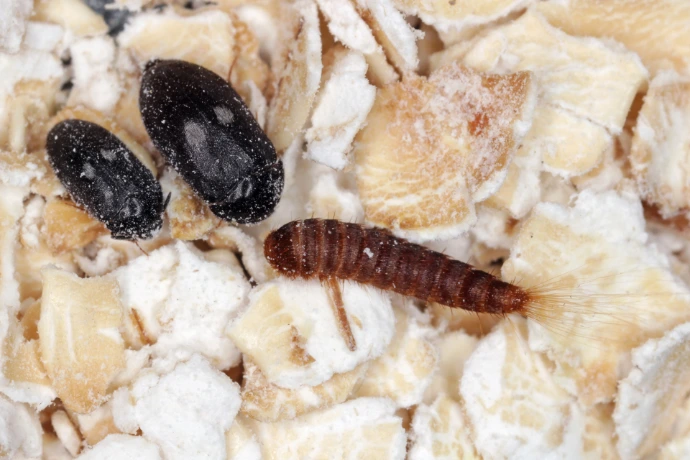 Larva kožeje s kuklou na obilí - hmyz bezobratlý.