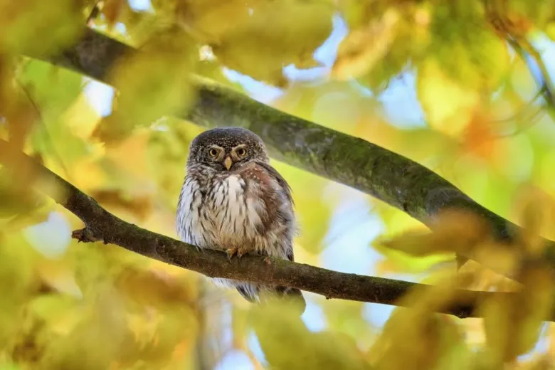 Eurasian pygmy owl perched on branch