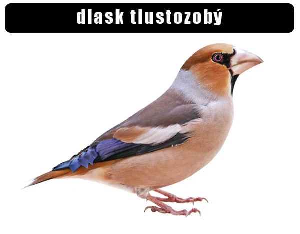 Fotografie hlucháka tlustozobého na bílém pozadí pro článek o ptácích.