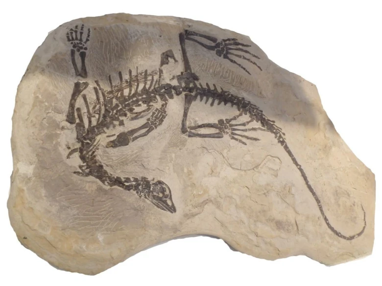 Fosil dinosauro zachycený v hornině s kompletní kostrou.