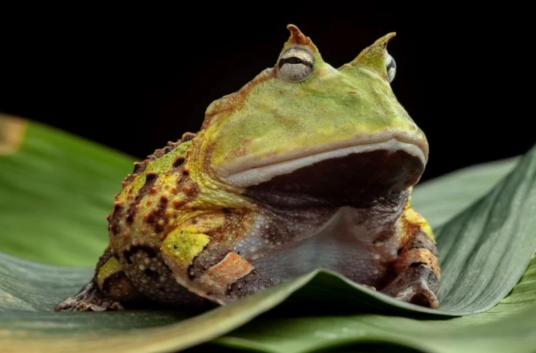 Rohatka žába sedící na zeleném listu s výraznými rohy.