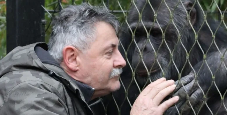 Muž se podívá na šimpanze za plotem v zoo.