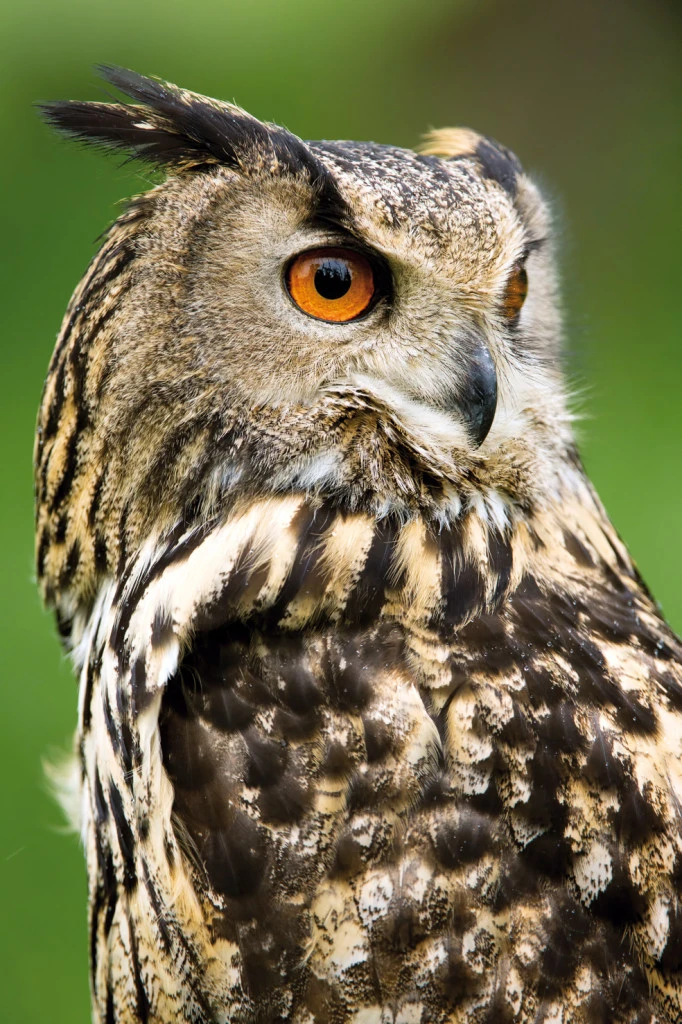 Portrétní fotografie výru velkého s ostrými oranžovými očima.