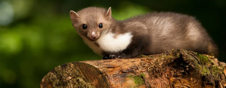 Stoat s bílým hrdlem sedící na kmeni stromu v lese.