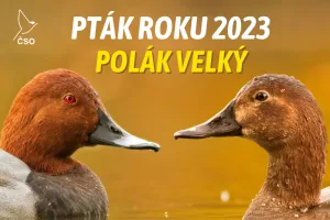 Dva poláci velcí se dívají na sebe v přírodě.