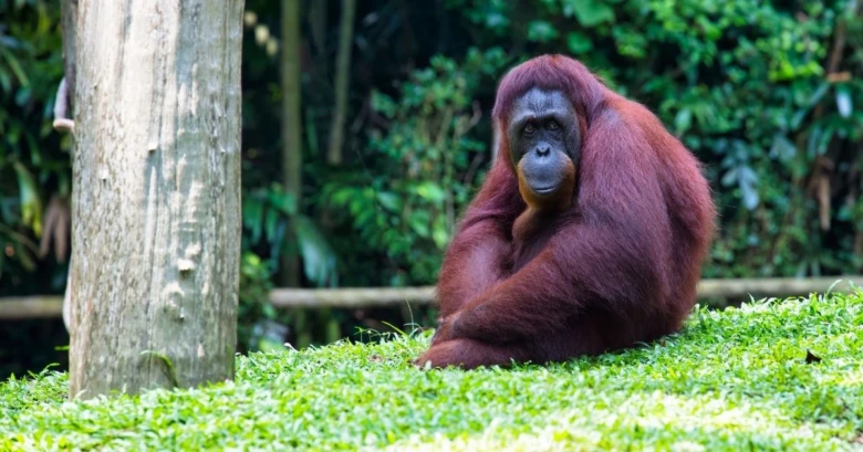 Orangutan sitting on grass