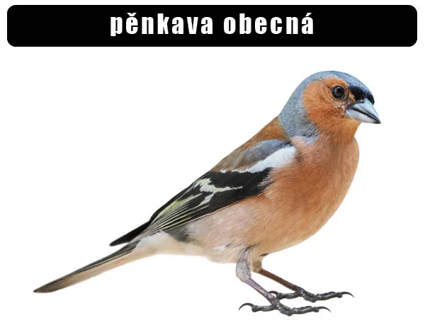 Mužský pěnkava obecná na bílém pozadí.