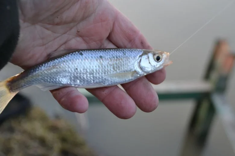 Ruka drží malou rybu ouklej obecná v přírodním prostředí.