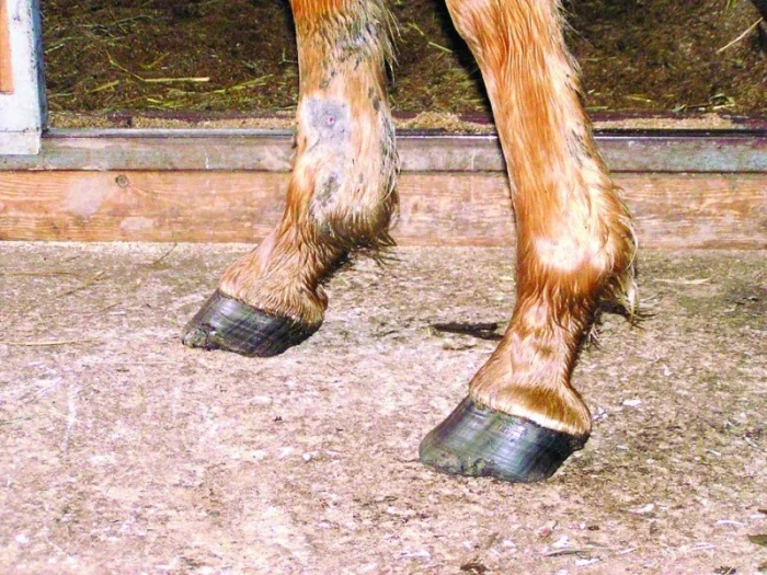 Koně s podkovami v boxu, detail nohou.