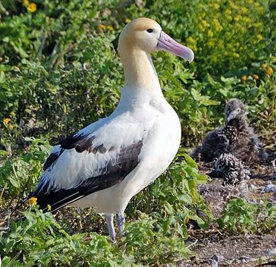 Albatros s mládětem mezi zelenou vegetací na ostrově.