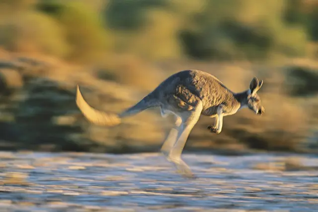 Kangaroo running in water