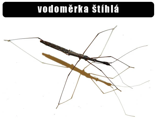 Fotografie vodoměrky štíhlé s dlouhými nohami na bílém pozadí.