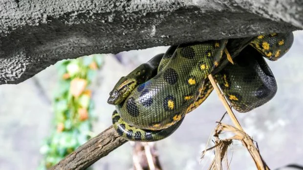 Velká zelená anakonda se vinula kolem větve pod úkrytem.