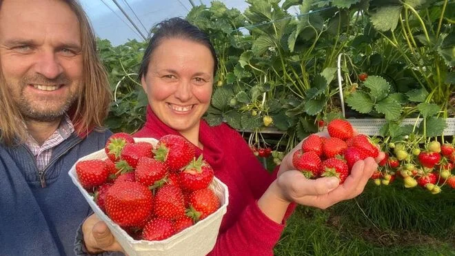 Muž a žena drží čerstvé jahody na farmě s rostlinami v pozadí.