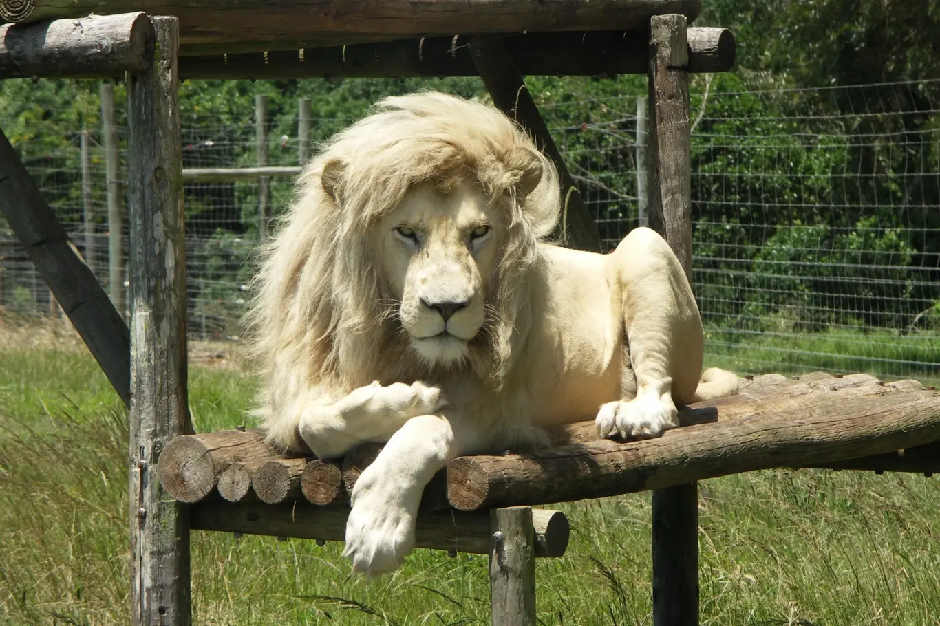 Bílý lev leží na dřevěném podkladu v zoo.