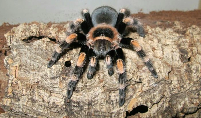 Tarantula on wood
