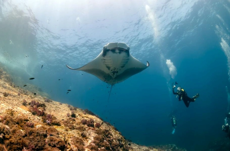 Velký mantaraj plave pod vodou s potápěči v pozadí.