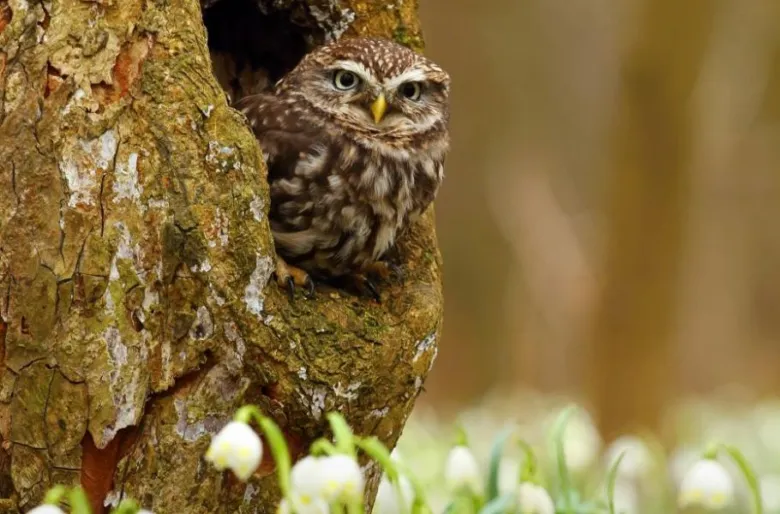 Little owl in tree hollow
