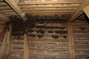 Skupina netopýrů visících pod stropem a lovící hmyz.