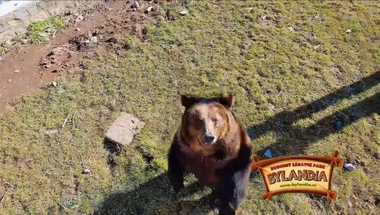 Hnědý medvěd v areálu zoologické zahrady Bylandia.