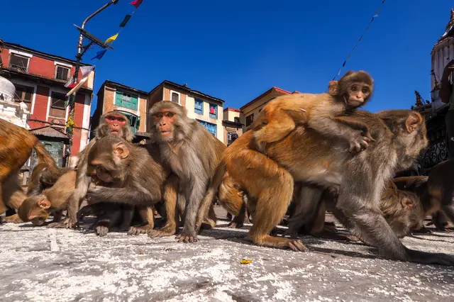 Skupina makaků rhesus na ulici s budovami v pozadí.