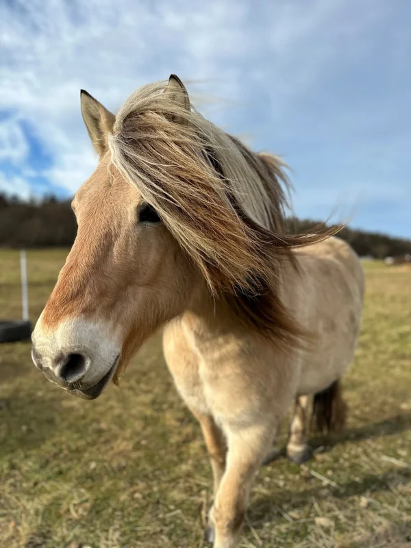 Fjordský kůň stojí na louce s vítr v hřívě.