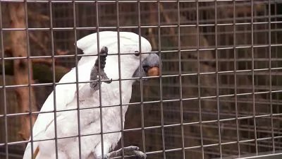 Bílý papoušek kakadu v kleci s kouskem jídla.