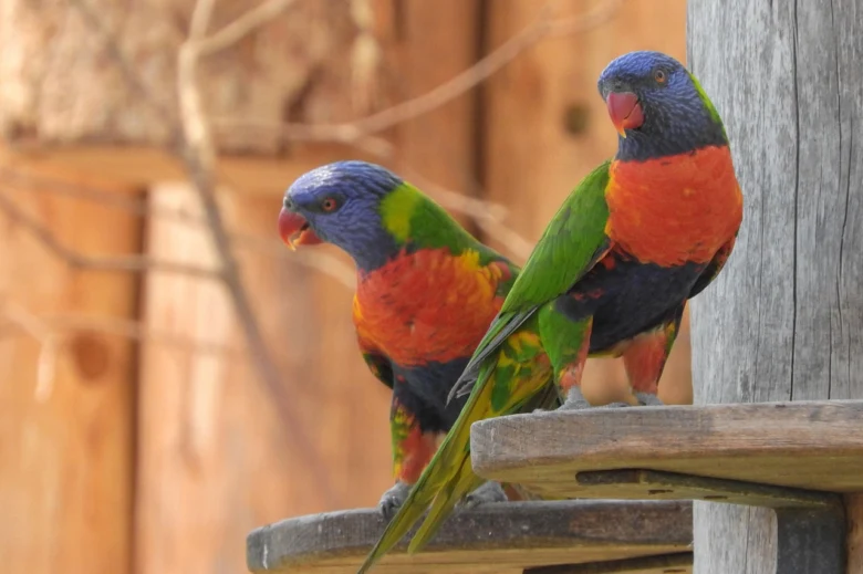 Dva barevný papoušci lorikeet sedící na dřevěném prutu.