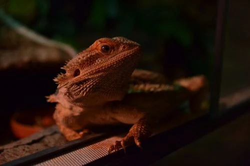 Bearded dragon v teráriu pro článek o chovu agam.