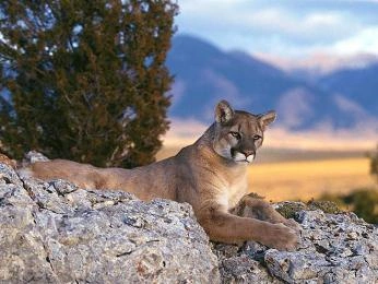 American puma on rock