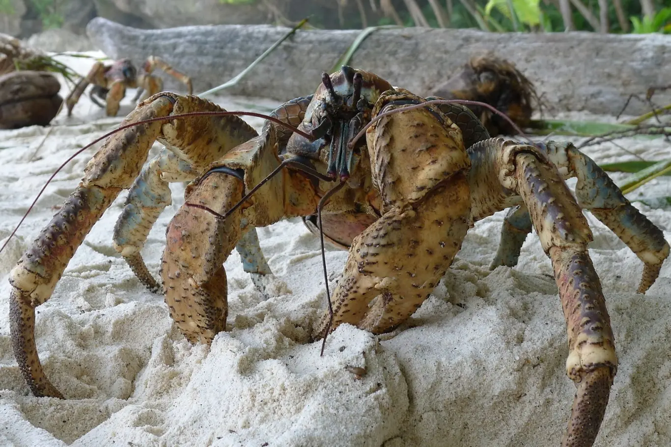 Krab Sally lightfoot na pláži s kokosovými listy v pozadí.