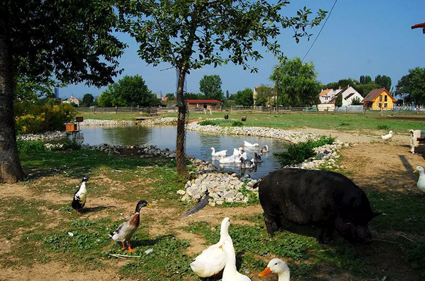 Kachny, prasata a husy u rybníka na venkově.