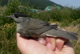 Pěnice černohlavá sedící na ruce člověka venku.